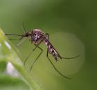 Mosquito on grass